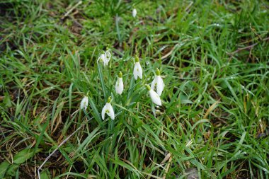 Galanthus nivalis bitkileri Mart ayında beyaz çiçeklerle çiçek açarlar. Galanthus nivalis, Galanthus cinsi içinde en çok bilinen ve yaygın olarak görülen kartopu türüdür. Berlin, Almanya. 