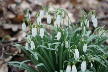 Galanthus nivalis bitkileri Mart ayında beyaz çiçeklerle çiçek açarlar. Galanthus nivalis, Galanthus cinsi içinde en çok bilinen ve yaygın olarak görülen kartopu türüdür. Berlin, Almanya. 
