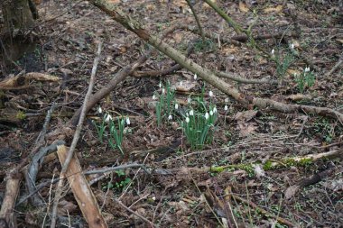 Galanthus nivalis bitkileri Mart ayında beyaz çiçeklerle çiçek açarlar. Galanthus nivalis, Galanthus cinsi içinde en çok bilinen ve yaygın olarak görülen kartopu türüdür. Berlin, Almanya. 
