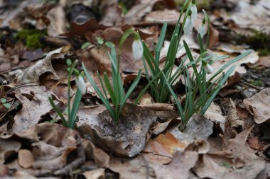 Galanthus nivalis bitkileri Mart ayında beyaz çiçeklerle çiçek açarlar. Galanthus nivalis, Galanthus cinsi içinde en çok bilinen ve yaygın olarak görülen kartopu türüdür. Berlin, Almanya. 