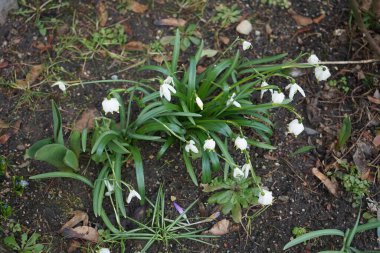 Leucojum vernum ve Crocus tommasinianus Mart ayında çiçek açarlar. Leucojum vernum, Amaryllidaceae familyasından bir çiçek türü. Berlin, Almanya.