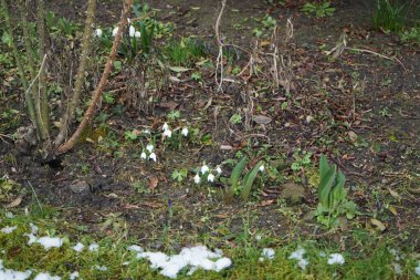 Leucojum vernum ve Crocus vernus Mart ayında çiçek açarlar. Leucojum vernum, Amaryllidaceae familyasından bir çiçek türü. Berlin, Almanya.