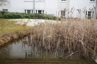 Mart ayında Typha latifolia ile dekoratif bir göletin yanında duran yapay gri balıkçıl. Typha latifolia (daha çok geniş yapraklı kedi kuyruğu olarak bilinir) uzun ömürlü bir bitkidir. Berlin, Almanya. 