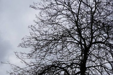 A Parus major bird perches on a tree branch, Fraxinus excelsior, in the wild in March. The great tit, Parus major, is a small passerine bird in the tit family Paridae. Berlin, Germany, Europe. 