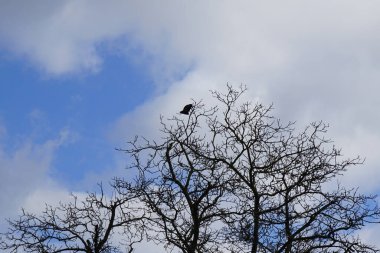 Bir Corvus Cornix kuşu Mart ayında bir Quercus soyguncusu ağacına tünemiş. Kukuletalı karga (