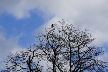 Bir Corvus Cornix kuşu Mart ayında bir Quercus soyguncusu ağacına tünemiş. Kukuletalı karga (