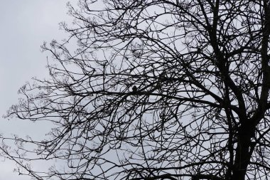 A Parus major bird perches on a tree branch, Fraxinus excelsior, in the wild in March. The great tit, Parus major, is a small passerine bird in the tit family Paridae. Berlin, Germany, Europe. 