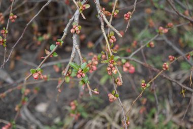 Chaenomeles Specosa çalıları Mart ayında yetişir. Chaenomeles speciosa, ayva (