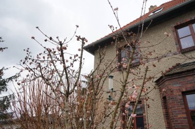Viburnum farreri Mart 'ta çiçek açar. Viburnum farreri, syn. V. fragrans, Adoxaceae familyasından bir bitki türüdür. Berlin, Almanya. 