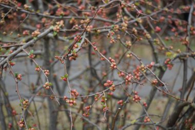 Chaenomeles Specosa çalıları Mart ayında yetişir. Chaenomeles speciosa, ayva (