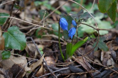Scilla Siberica Mart ayında mavi çiçeklerle çiçek açıyor. Scilla Siberica, Asparagaceae familyasından bir kuş türü. Berlin, Almanya. 