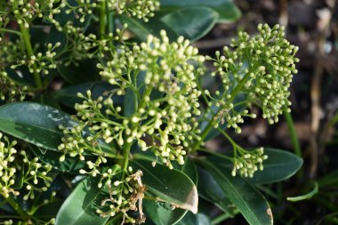Beyaz çiçek tomurcuklu Evergreen Skimmia japonica Mart ayında bahçede yetişir. Skimmia japonica, Rutaceae familyasından bir bitki türü. Berlin, Almanya.
