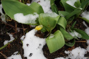 Eranica 'daki bu silikik bitkiler Mart ayında lalelerin yanındaki karın altında sarı çiçeklerle çiçek açarlar. Eranthis, Ranunculaceae familyasından sekiz çiçekli bir bitki cinsidir. Berlin, Almanya, Avrupa.