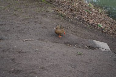Mart ayında dişi bir yaban ördeği Wuhle nehrinin kıyısında yürür. Yaban ördeği (
