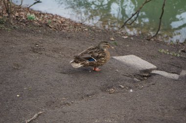 Mart ayında dişi bir yaban ördeği Wuhle nehrinin kıyısında yürür. Yaban ördeği (