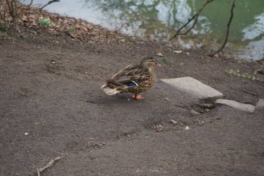 Mart ayında dişi bir yaban ördeği Wuhle nehrinin kıyısında yürür. Yaban ördeği (