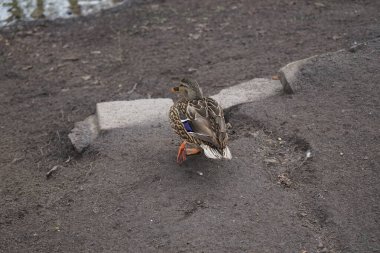 Mart ayında dişi bir yaban ördeği Wuhle nehrinin kıyısında yürür. Yaban ördeği (