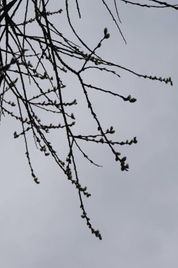 Salix caprea tree blooms in March. Salix caprea, known as goat willow, pussy willow or great salallow, is a common species of willow. Berlin, Germany, Europe. 