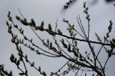 Salix caprea tree blooms in March. Salix caprea, known as goat willow, pussy willow or great salallow, is a common species of willow. Berlin, Germany, Europe.                                