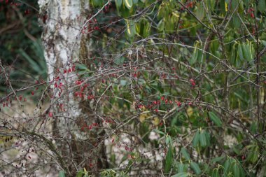 Martta meyveli Berberis thunbergii. Berberis thunbergii, Berberidae familyasından Berberidae familyasından Berberidae familyasından bir böğürtlen türü. Berlin, Almanya, Avrupa.