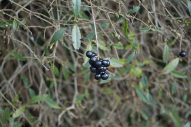 Mart ayında siyah meyveli ligustrum vulgare çalısı büyür. Ligustrum vulgare, kısaca Ligustrum vulgare, Ligustrum cinsinin bir türüdür. Berlin, Almanya, Avrupa. 