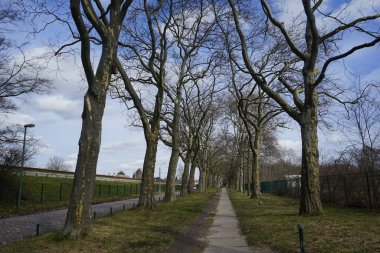 Mart ayında Platanus Hispanica ağaçlarının olduğu bir ara sokak manzarası. Platanus acerifolia, Platanus hispanica, melez düzlemi, Londra düzlemi veya Londra gökkuşağı, Platanus cinsinde bir ağaçtır. Berlin, Almanya. 