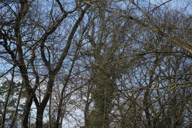 Mart ayında bir kırmızı sincap ağaç dalları boyunca zıplar. Kızıl sincap (