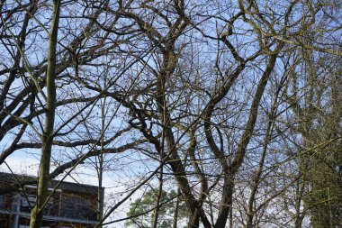 Mart ayında bir kırmızı sincap ağaç dalları boyunca zıplar. Kızıl sincap (