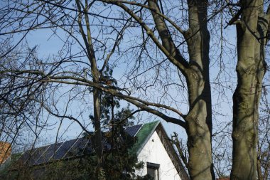 Mart ayında bir kırmızı sincap ağaç dalları boyunca zıplar. Kızıl sincap (