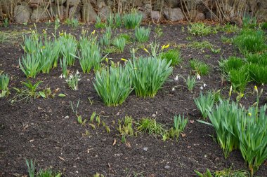 Galanthus nivalis ve Narcissus pseudonarcissus Mart ayında çiçek açarlar. Galanthus nivalis, Galanthus cinsi içinde en çok bilinen ve yaygın olarak görülen kartopu türüdür. Berlin, Almanya. 