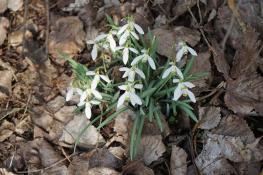 Galanthus nivalis bitkileri Mart ayında beyaz çiçeklerle çiçek açarlar. Galanthus nivalis, Galanthus cinsi içinde en çok bilinen ve yaygın olarak görülen kartopu türüdür. Berlin, Almanya. 