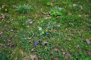 Mart ayında Galanthus nivalis, Crocus tommasinianus, Crocus vernus ve Scilla siberica çiçekleri açar. Galanthus nivalis, Galanthus cinsinin en bilinen ve en yaygın üyesi olan Galanthus 'dur. Berlin, Almanya.