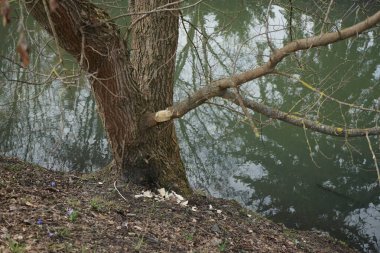 Galanthus nivalis, Crocus tommasinianus ve Scilla siberica çiçekleri Mart ayında Wuhle Nehri kıyısında bir kunduz tarafından kemirilen bir ağacın yanında çiçek açarlar. Avrasya kunduzu, Castor fiber veya Avrupa kunduzu, bir kunduz türüdür. Berlin, Almanya, Avrupa.
