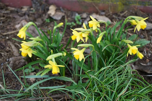 Narcissus pseudonarcissus Mart ayında sarı çiçeklerle çiçek açar. Narcissus pseudonarcissus, Amaryllidaceae familyasına ait uzun ömürlü bir çiçek bitkisidir. Berlin, Almanya. 