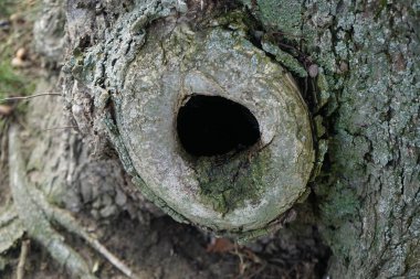 Mart ayında bir dinlenme alanındaki ağaç gövdesinde bir oyuk bulunur. Berlin, Almanya. 