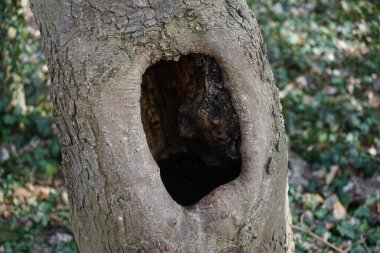 Mart ayında bir dinlenme alanındaki ağaç gövdesinde bir oyuk bulunur. Berlin, Almanya.
