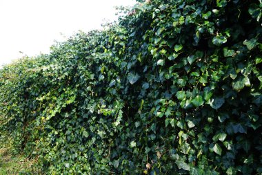 Her zaman yeşil olan Hedera sarmalı Mart ayında bir çite tırmanır. Hedera sarmaşığı (İngilizce: 