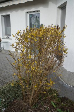 Forsythia çalısı Mart ayında sarı çiçeklerle çiçek açar. Forsythia, Oleaceae familyasından bir bitki cinsidir. Berlin, Almanya, Avrupa. 