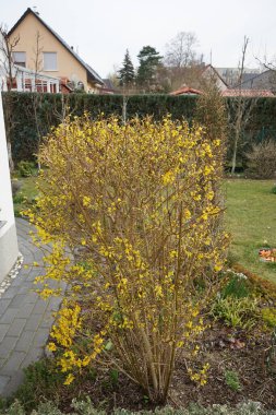 Forsythia çalısı Mart ayında sarı çiçeklerle çiçek açar. Forsythia, Oleaceae familyasından bir bitki cinsidir. Berlin, Almanya, Avrupa. 
