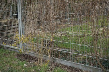 Forsythia çalısı Mart ayında sarı çiçeklerle çiçek açar. Forsythia, Oleaceae familyasından bir bitki cinsidir. Berlin, Almanya, Avrupa. 
