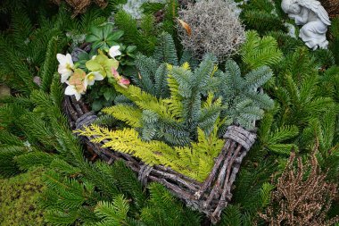 Mart ayında bir mezarlıkta çiçek açan bir Helleborus Nijer ve küçük beyaz bir melek heykelciği ile kalp şeklinde bir mezarlık düzenlenir. Berlin, Almanya.