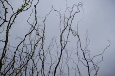 Tükürük matsudana 'Tortuosa' Mart 'ta büyür. Tirbuşon söğüdü (