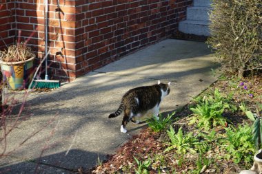 Mart ayında bir kedi bahar bitkisiyle bir avluda yürür. Kedi, Felis catus, evcil kedi, ya da ev kedisi, küçük evcilleştirilmiş etobur bir memelidir. Berlin, Almanya, Avrupa.