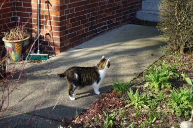 Mart ayında bir kedi bahar bitkisiyle bir avluda yürür. Kedi, Felis catus, evcil kedi, ya da ev kedisi, küçük evcilleştirilmiş etobur bir memelidir. Berlin, Almanya, Avrupa.