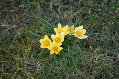 Crocus chrysanthus 'Romance' martta sarı çiçeklerle çiçek açar. Crocus chrysanthus, Crocus cinsinin bir çiçekli bitki türüdür. Berlin, Almanya. 