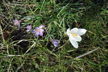 Crocus vernus 'Jeanne d' Arc 've Crocus tommasinianus' Barr 's Purple' Mart ayında bahçede çiçek açtı. Crocus vernus, Iridaceae familyasından bir bitki türüdür. Berlin, Almanya, Avrupa. 
