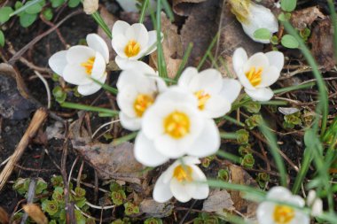 Güzel beyaz krokotlar, Crocus chrysanthus 