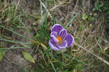 Crocus Vernus 'un Çizgili Kral' ı Mart ayında bahçede çiçek açar. Crocus vernus, Iridaceae familyasından bir bitki türü. Berlin, Almanya, Avrupa. 