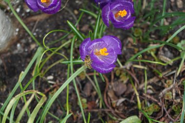 Mart ayında bir Apis mellifera arısı Crocus vernus 'un çiçek rekorunun koyu mor çiçeğinin üzerinde oturur. Batı bal arısı, Avrupa bal arısı, Apis mellifera bir haşerat böceği. Berlin, Almanya, Avrupa.