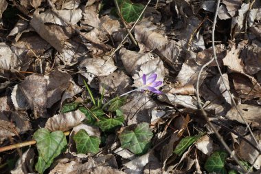 Crocus tommasinianus Mart ayında mor çiçeklerle çiçek açar. Crocus tommasinianus, ormanlık, erken ya da Tommasini 'nin krokusu, uzun ömürlü bir hastalıktır. Berlin, Almanya. 